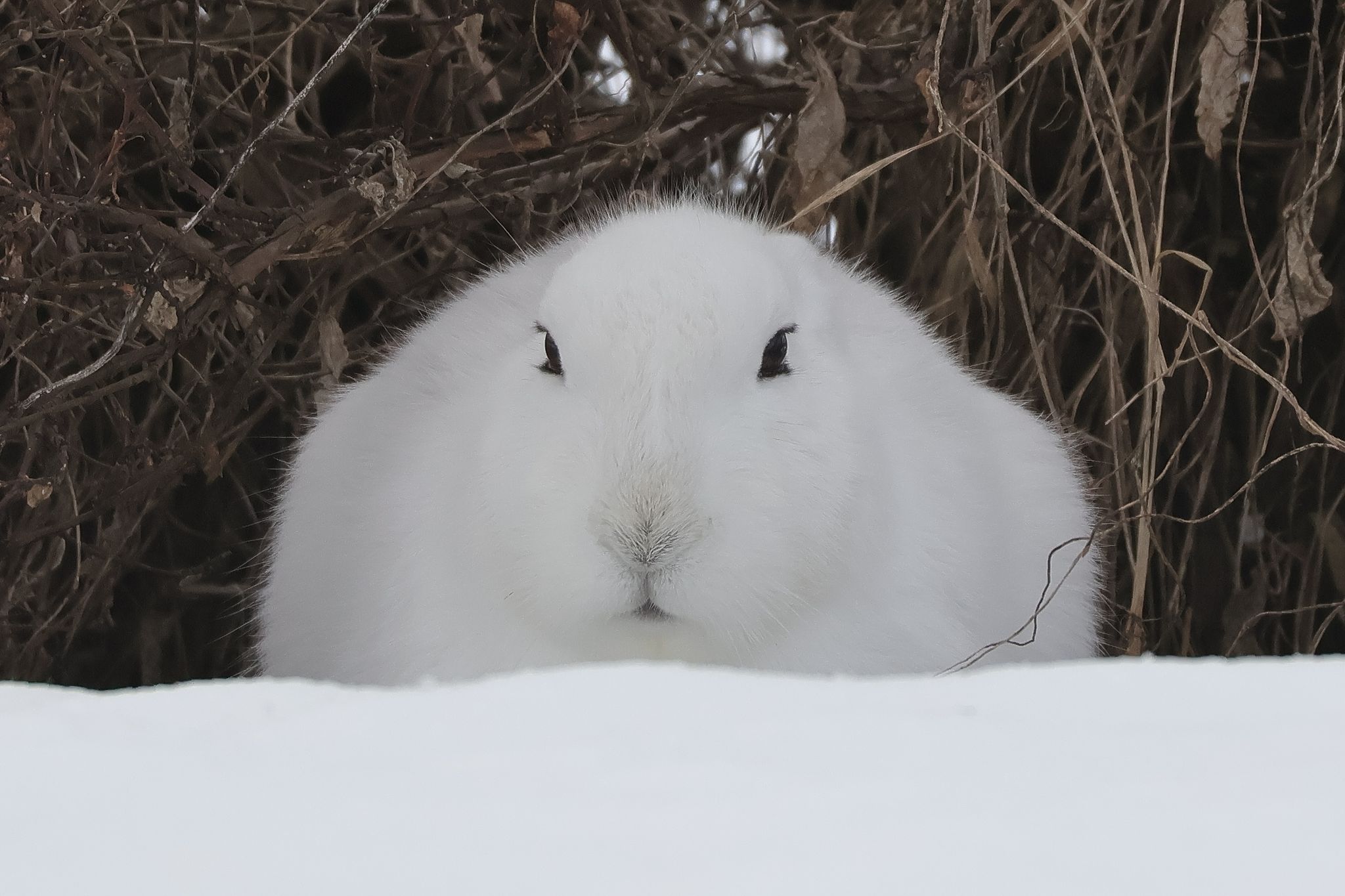 足が長すぎる！雪の上を4本足でノシノシ歩くウサギが話題「うさぎの皮