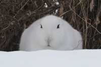 冬毛でモフモフ