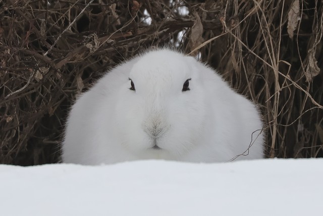 冬毛でモフモフ