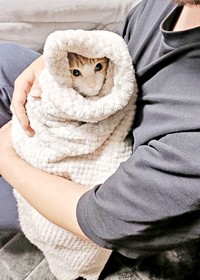 おくるみに包まれるチョロすけくん（画像提供：まめたろさん）