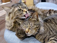 仲良くまったり♡ おはぎちゃんの毛づくろいをするもなかちゃん（画像提供：おはぎともなかと時々オトンさん）