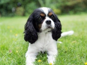 動物虐待をなくすために　市民や民間団体ができることとは？