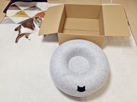 「乗らないし入らない」ゴロンと寝そべるつくねちゃん（画像提供：猫目さん）