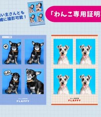 「わんこ証明写真」のお手本ーー理想はこうなるまずだった（画像提供：てんてんの毎日さん）