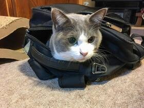 仕事から帰宅した飼い主さんのかばんにすっぽり　「心地いいにゃ」な雑種猫「はち」