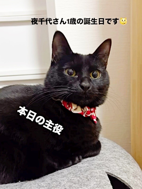 1歳の誕生日を迎えた夜千代さん（画像提供：yozo工房さん）