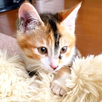 お迎え時、生後1カ月ほどだったのいちゃん（画像提供：ニコっちょさん）