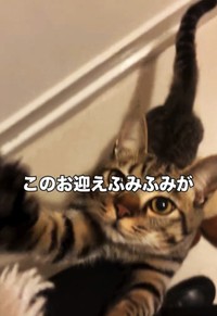 お迎えのふみふみをしてくれる（テンくんの飼い主さん、Instagramよりキャプチャ撮影）