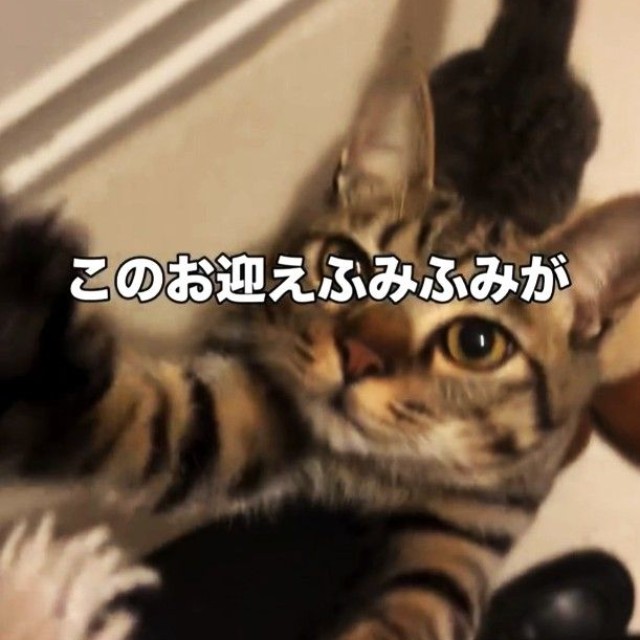 お迎えのふみふみをしてくれる（テンくんの飼い主さん、Instagramよりキャプチャ撮影）
