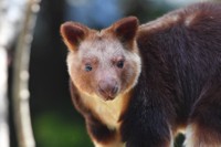 こちらがセスジキノボリカンガルーのタニ（提供：よこはま動物園ズーラシア）