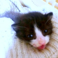 保護当時、手のひらに収まるほど小さかったたいやきくん（画像提供：みりん たいやきさん）