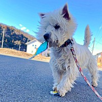 「宝物みつけた！」 初心者マークをくわえたまま散歩するタオくん（画像提供：もちもちたおちさん）