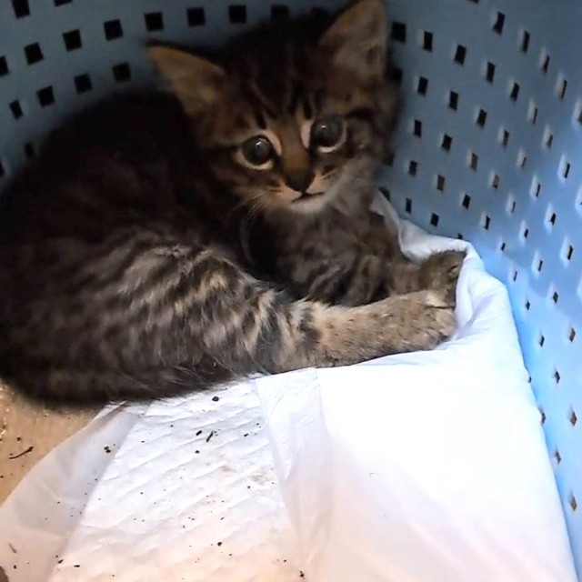 保護された直後のトントンくん。怯えてるね…