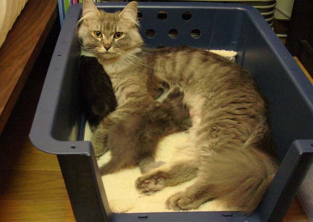 生まれて二日目。お母さんのキャンティは誇らしげでした。ワタシ、やったわよ！五匹産んだわ！