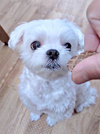特別なおやつはお気に入りの場所で食べる、るうぼいくん（画像提供：マルチーズのぼい家さん）
