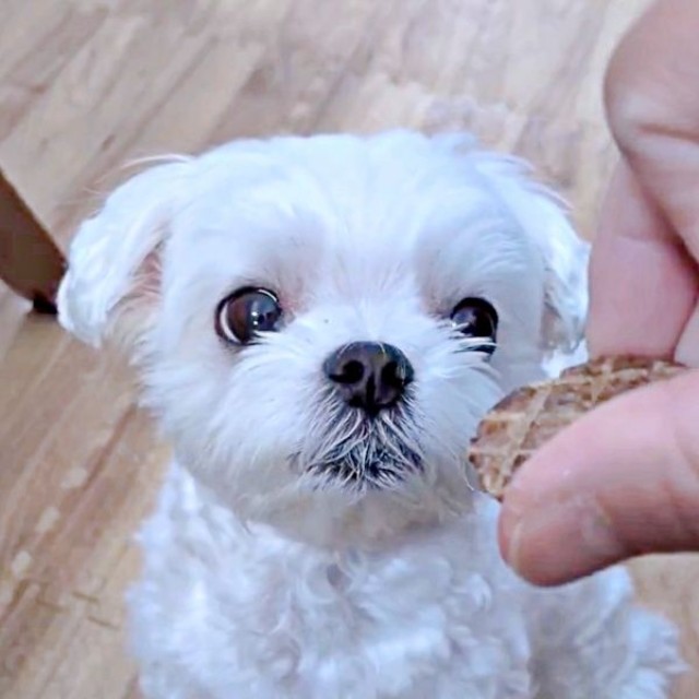 特別なおやつはお気に入りの場所で食べる、るうぼいくん（画像提供：マルチーズのぼい家さん）