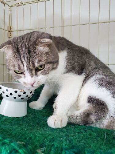 翌日はお皿からもごはんを食べてくれました。あまり水を飲まないので、水分がとれるようにウェットを用意しました