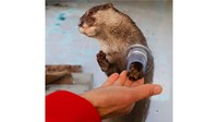 四国水族館　コツメカワウソとの「ふれあい体験」が毎日可能に　香川