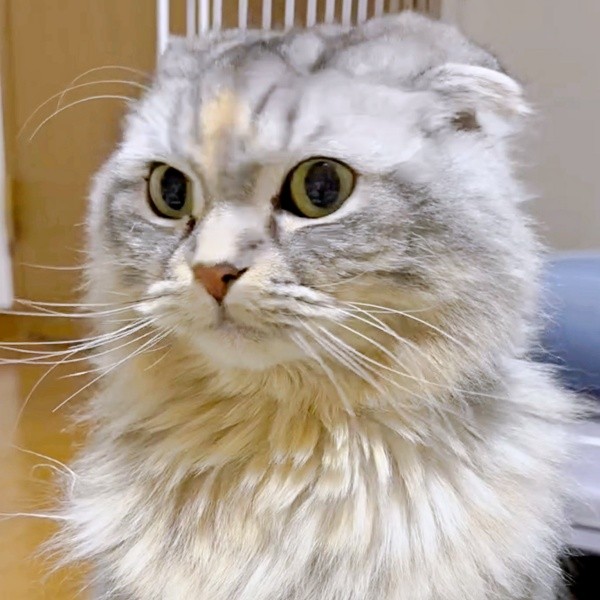 甘えん坊でやんちゃなもなかちゃん（画像提供：Instagram／@neco_nekotaroさん）