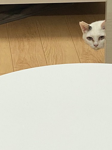 「たにゃが生きる理由」と語るたにゃパパさん（たにゃパパさん提供）