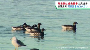 渡り鳥のコクガン　宮城・志津川湾で越冬　過去最多の飛来が見込まれる
