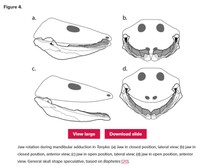 「タニカ・アンミコラ」頭蓋骨の推測図＝英国王立協会の学術出版部門「The Royal Society Publishing」より