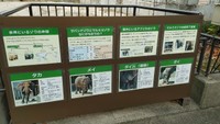 安佐動物公園ではサバンナゾウ1頭とマルミミゾウ3頭を飼育（2025.10撮影）