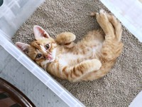 トイレのなかでゴロン！ へそ天で飼い主さんを見つめる子猫時代のおぬくん（画像提供：おぬどんさん）