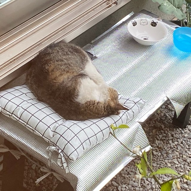 お外時代、クッション上で眠る喜次郎くん（画像提供：茶トラ猫のニャン太とキジシロの喜次郎さん）