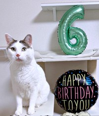 6歳を迎えたおかかくん（画像提供：おかかとそぼろの成長記録さん）