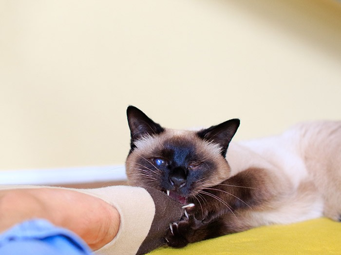 靴下を執拗に噛むミラ。この日履いていった靴下がミラ・マイラ柄と一致。それは偶然。