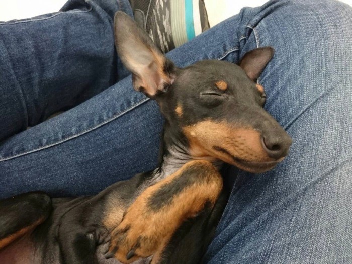 店長のひざで甘える通称「ノイベビ」（提供：ＵＧ）