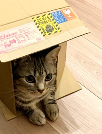 普段から箱が大好きなあんこくん