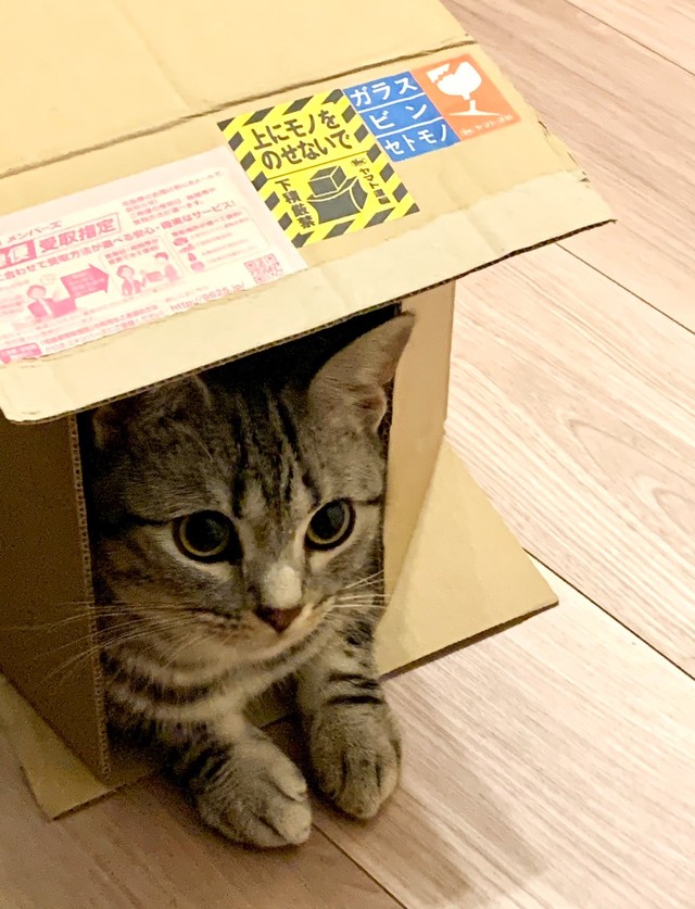 普段から箱が大好きなあんこくん
