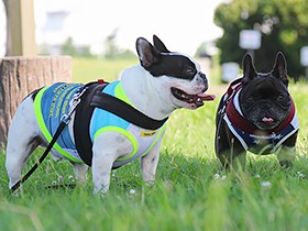 かわいい名前のフレブル兄弟　「ちょんまげでんか」と「黒まめ」