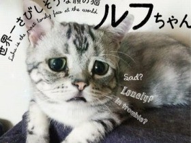 にゃんとも悲しそう　「世界一さびしそうな顔の猫　ルフちゃん」