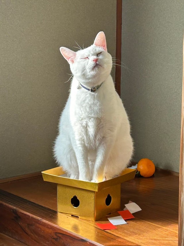 どこか誇らしげな様子のMAOちゃん（提供：月生さん）