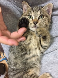 保護から2カ月、家での暮らしに少しずつ慣れてきたぴーちゃん（画像提供：単発0x0さん）