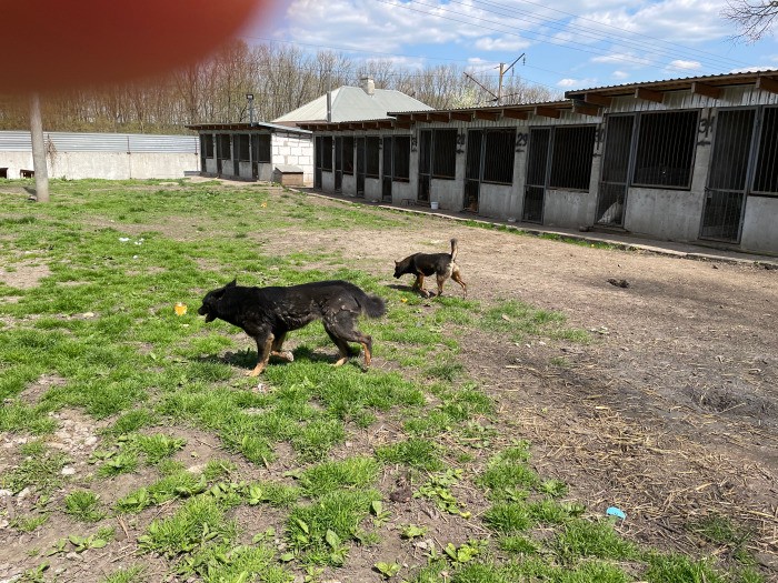 中庭は広く、ドッグラン代わりになっている