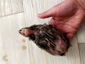 卵のため飼育されるウズラの過酷な一生　狭く低いケージの中で羽が擦り切れボロボロに