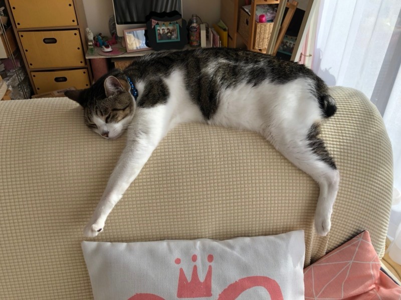 すっかり家になじんでソファの背で休むちょび（A子さん提供）