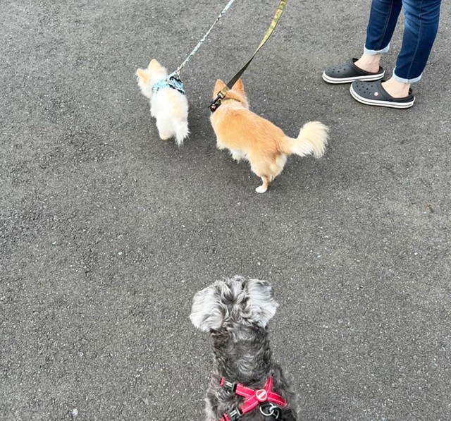 ロンちゃんのペースを最優先に散歩に出かけます