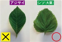 アジサイの葉(左)とシソの葉。アジサイの葉はくれぐれも食べないように！