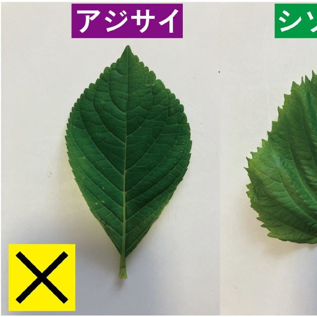 アジサイの葉(左)とシソの葉。アジサイの葉はくれぐれも食べないように！