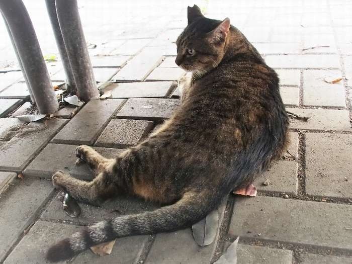 人通りのある時は、ひっそりとベンチの下に。