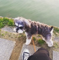 ミニチュアシュナウザーのわらびちゃん