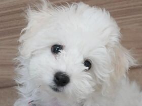 ふわふわかわいいビジョンフリーゼ　威嚇とかみ付き、ぶっ飛びハイパー子犬だった