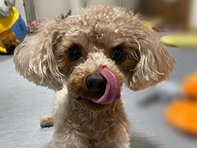 おいしそうな名前でしょ？　癒やしと笑いを振りまくトイプードル「ぷりん」　