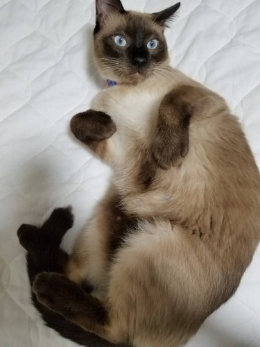 立派な大人猫に成長した