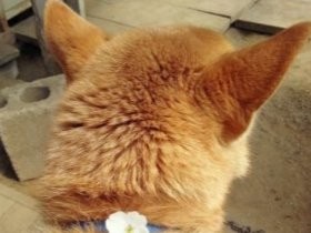 犬５２８匹、猫１６５匹が「落とし物」　東京都内